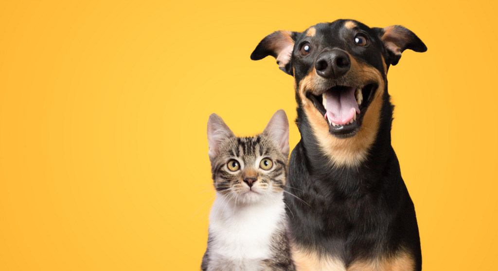Black and brown dog and cat portrait together on yellow background isolated